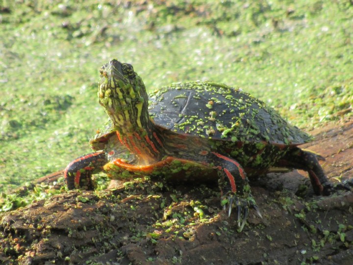 Midland Painted Turtle